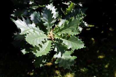 Quercus macranthera - dub velkokvětý - listy